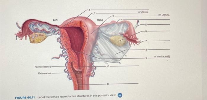 33 Label The Female Reproductive System 5): Structures Of Female