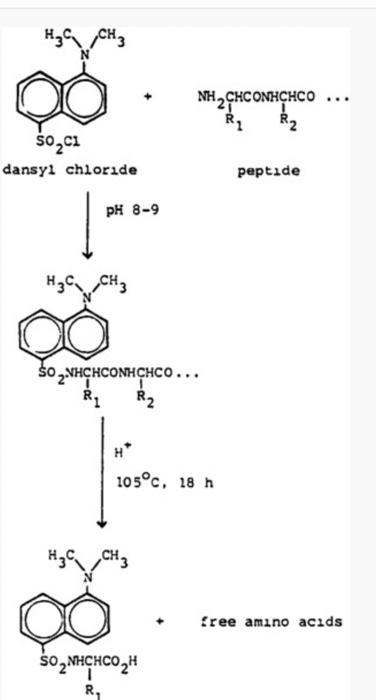 Solved show the mechanism of attaching the dansyl group to | Chegg.com
