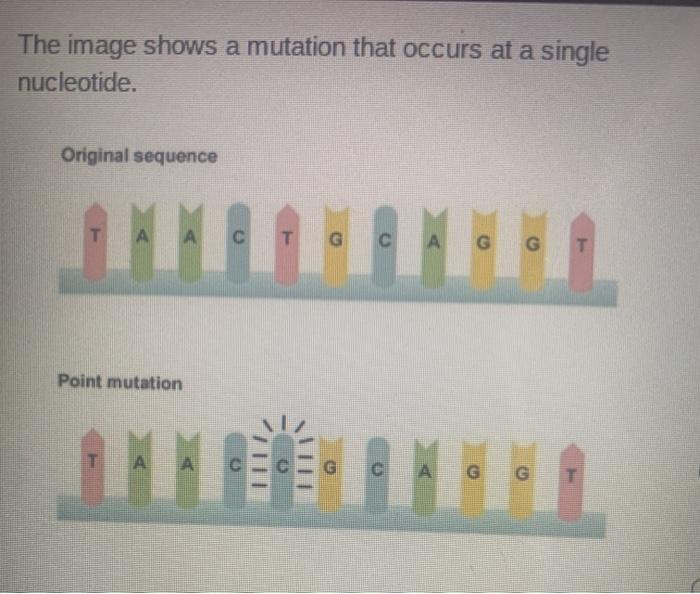 Solved The image shows a mutation that occurs at a single | Chegg.com