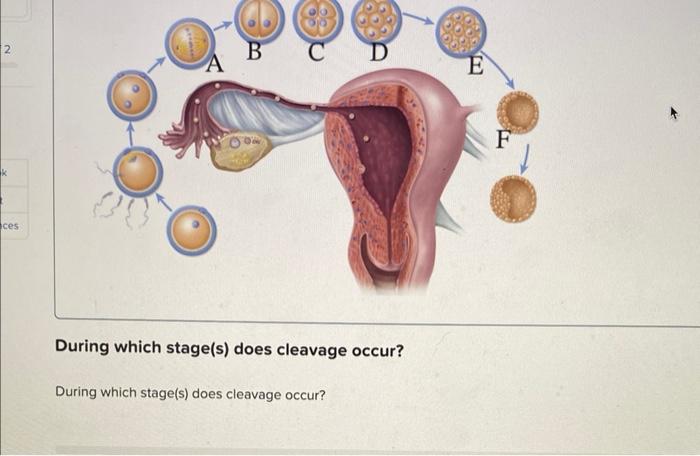 Solved During which stage(s) does cleavage occur? During | Chegg.com