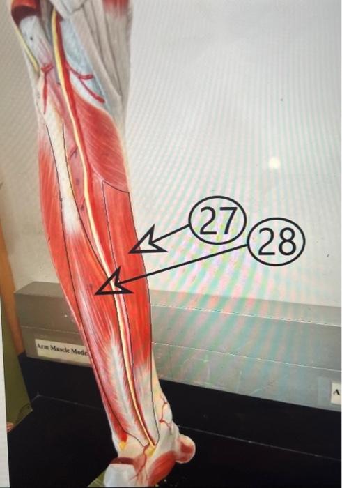 Solved name muscles 23, 24, 25,26 ,27,28 | Chegg.com