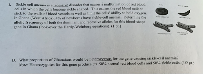 Solved 1. Sickle cell anemia is a recessive disorder that | Chegg.com