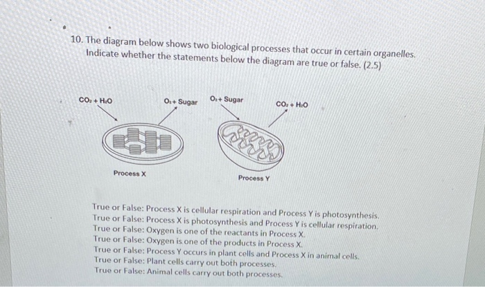 Solved 10. The Diagram Below Shows Two Biological Processes | Chegg.com