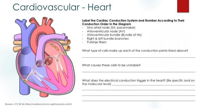 order of cardiac conduction system