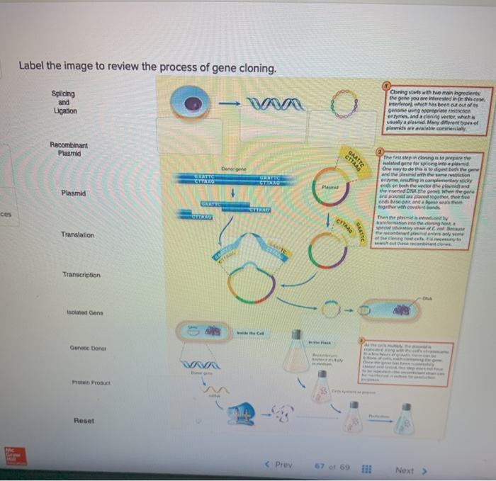 Solved Label The Image To Review The Process Of Gene | Chegg.com