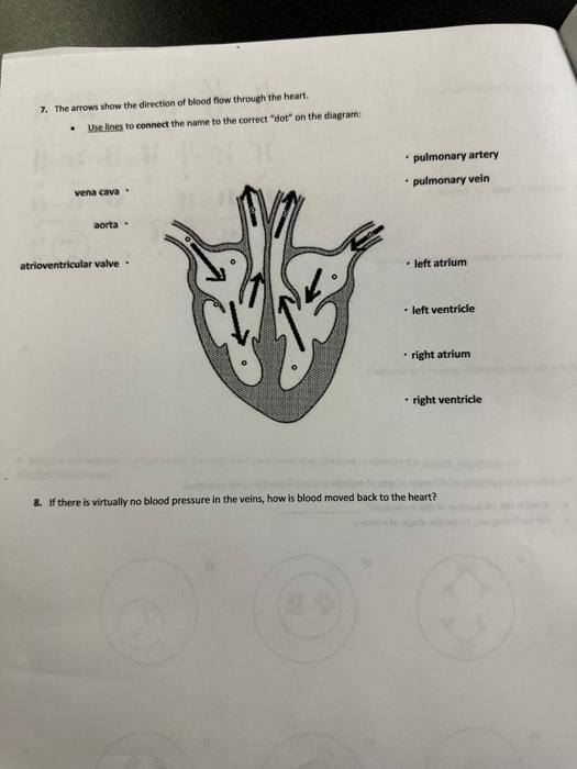 Solved 7. The arrows show the direction of blood flow | Chegg.com