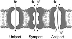 active antiport symport