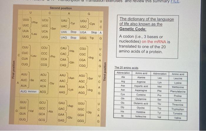 Solved 2. What is the sequence of mRNA complementary to this | Chegg.com