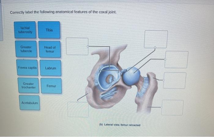 Solved Correctly label the following anatomical features of | Chegg.com