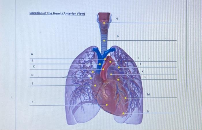 Solved Location Of The Heart (Anterior View) A B C D E F G H | Chegg.com