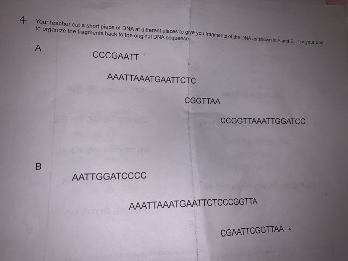 Solved 4 Your teacher cut a short piece of DNA at different | Chegg.com