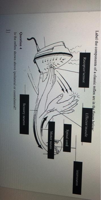 Solved Label the components of a classic reflex arc in the | Chegg.com