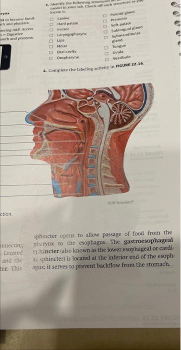 Solved Anatomy of the Digestive aya 1. Complete TABLE 22.1 | Chegg.com