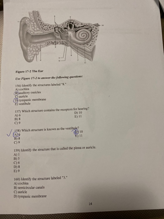 Solved Figure 17-2 The Ear Use Figure 17-2 to answer the | Chegg.com