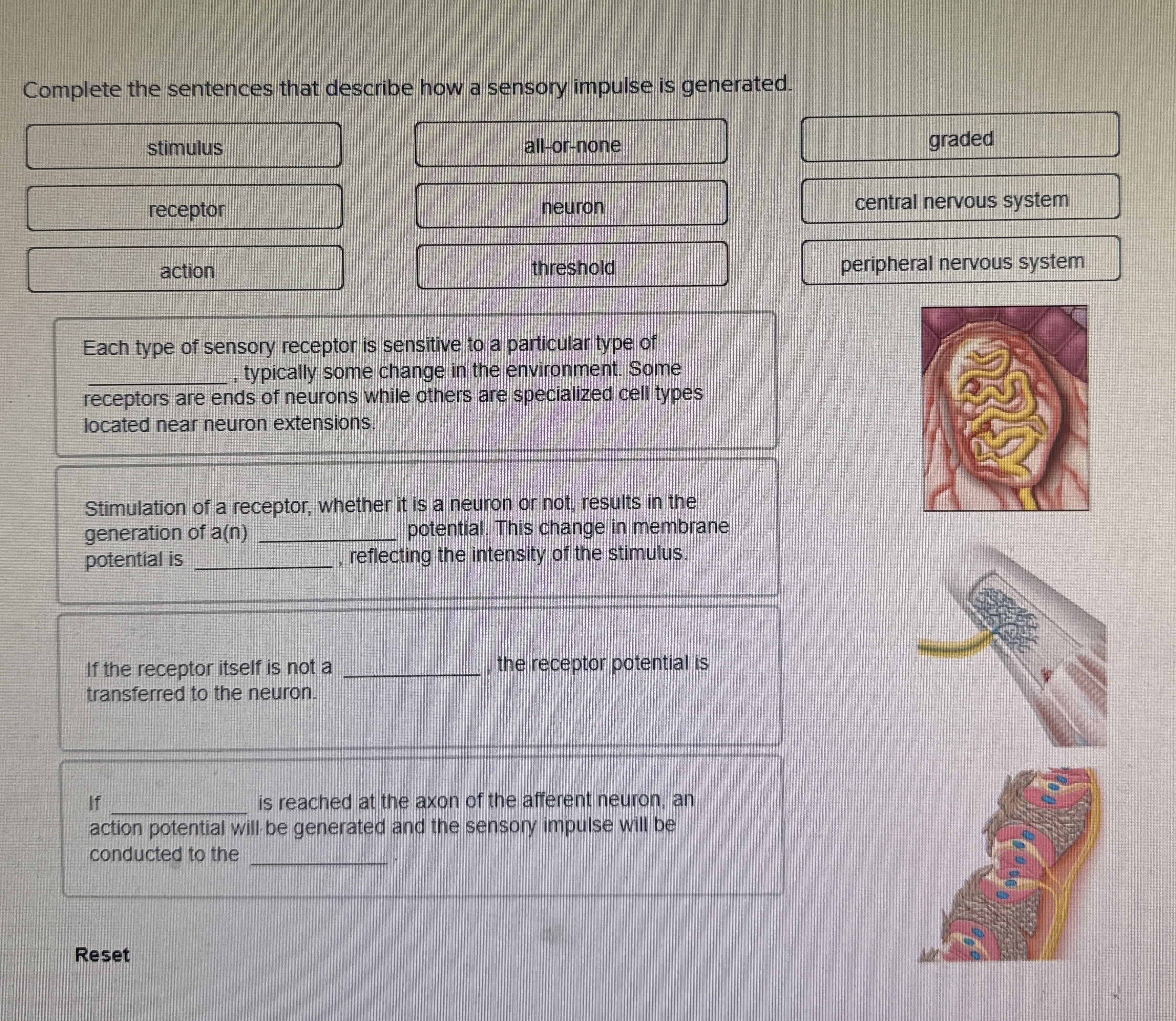 Complete The Sentences That Describe How A Sensory 