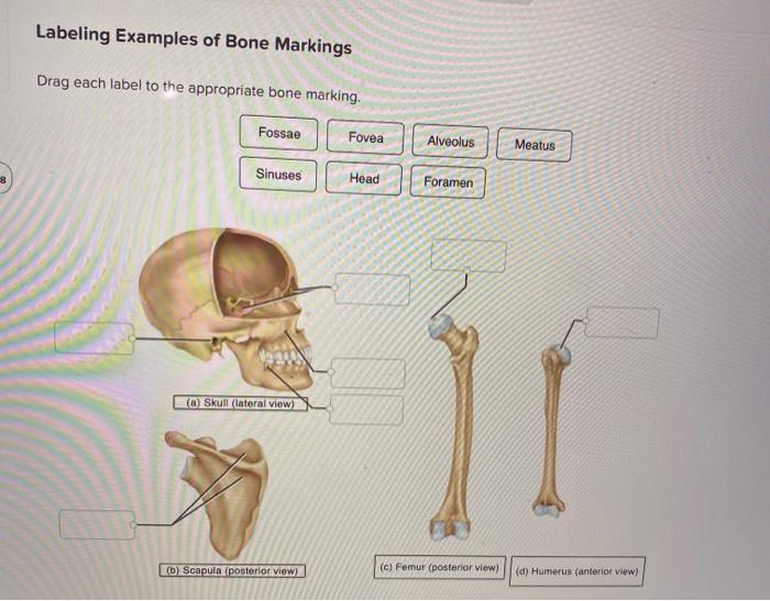 head bone marking