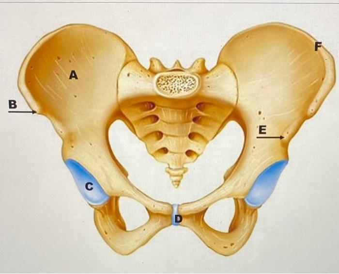 Solved Identify the bone markings. A. B. C. D. E. F. 4 F A | Chegg.com