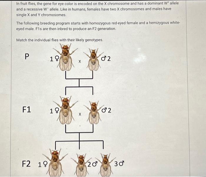 Solved In Fruit Flies, The Gene For Eye Color Is Encoded On | Chegg.com