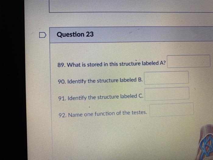 Solved Question 23 89. What is stored in this structure
