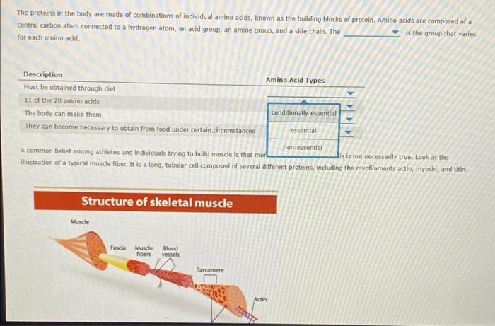 Proteins: building blocks of the body