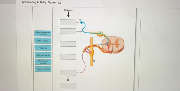 solved-art-labeling-activity-figure-14-9-stimulus-visceral-chegg