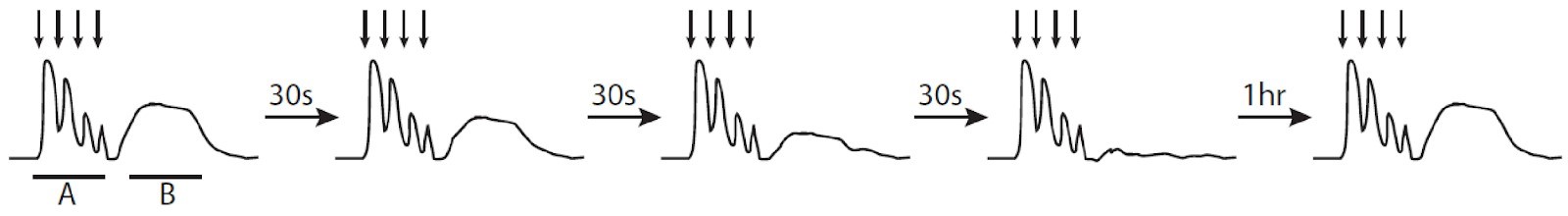 Solved You are recording from a neuron while electrically | Chegg.com
