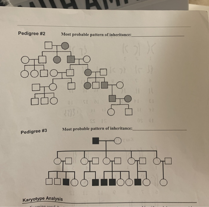 solved-activity-1-pedigree-and-karyotype-analysis-through-chegg