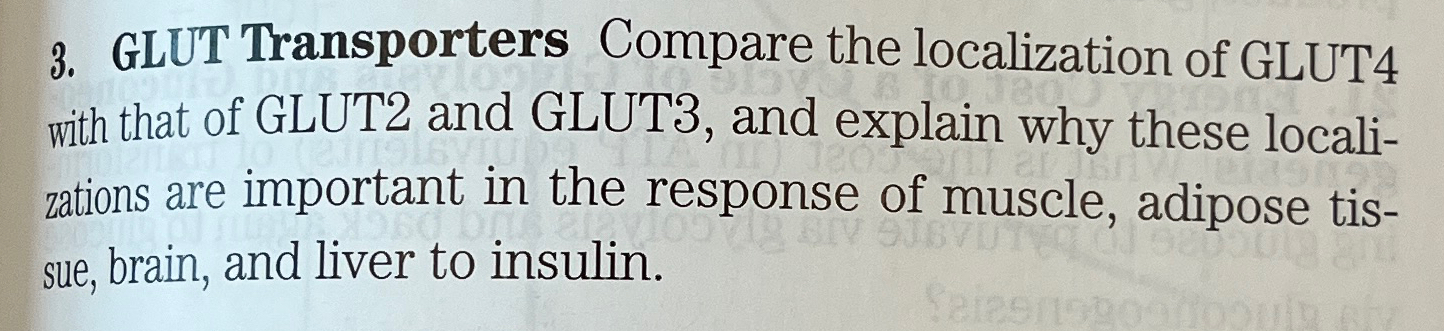 glut 2 vs glut 4 location