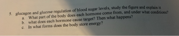 Solved Regulation of Metabolism 677 Liver cell Insulin | Chegg.com