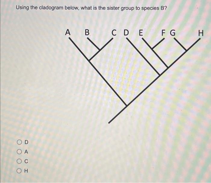 Using the cladogram below, what is the sister group | Chegg.com