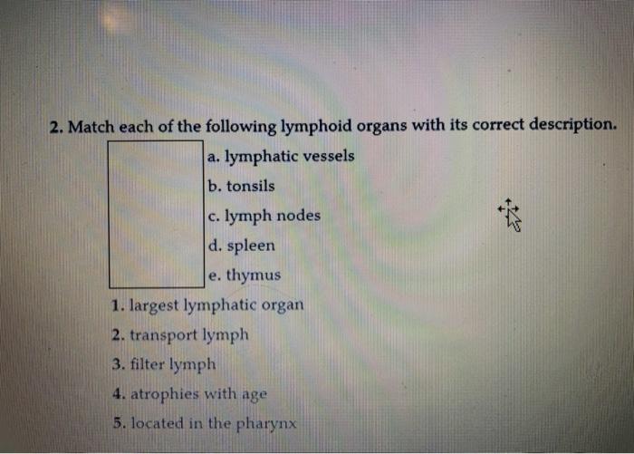 Solved 2. Match each of the following lymphoid organs with | Chegg.com