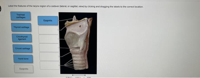 Label the features of the larynx region of a codaver foteral, or sagital, viewf by clicking and drapging the isbels to the co