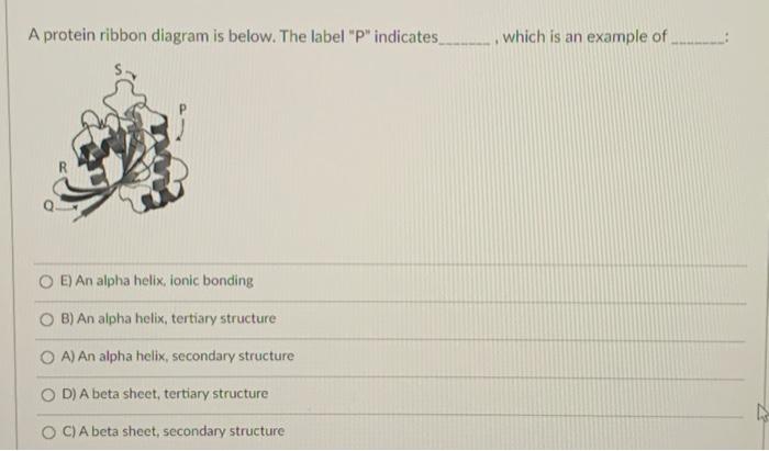Solved A protein ribbon diagram is below. The label "P" | Chegg.com