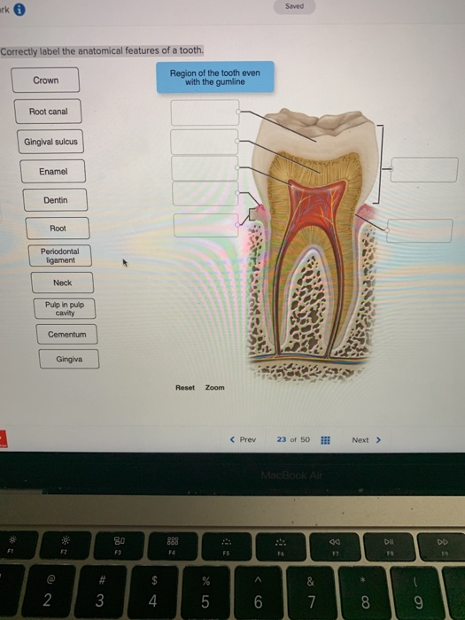 Solved Saved ark 0 Correctly label the anatomical features