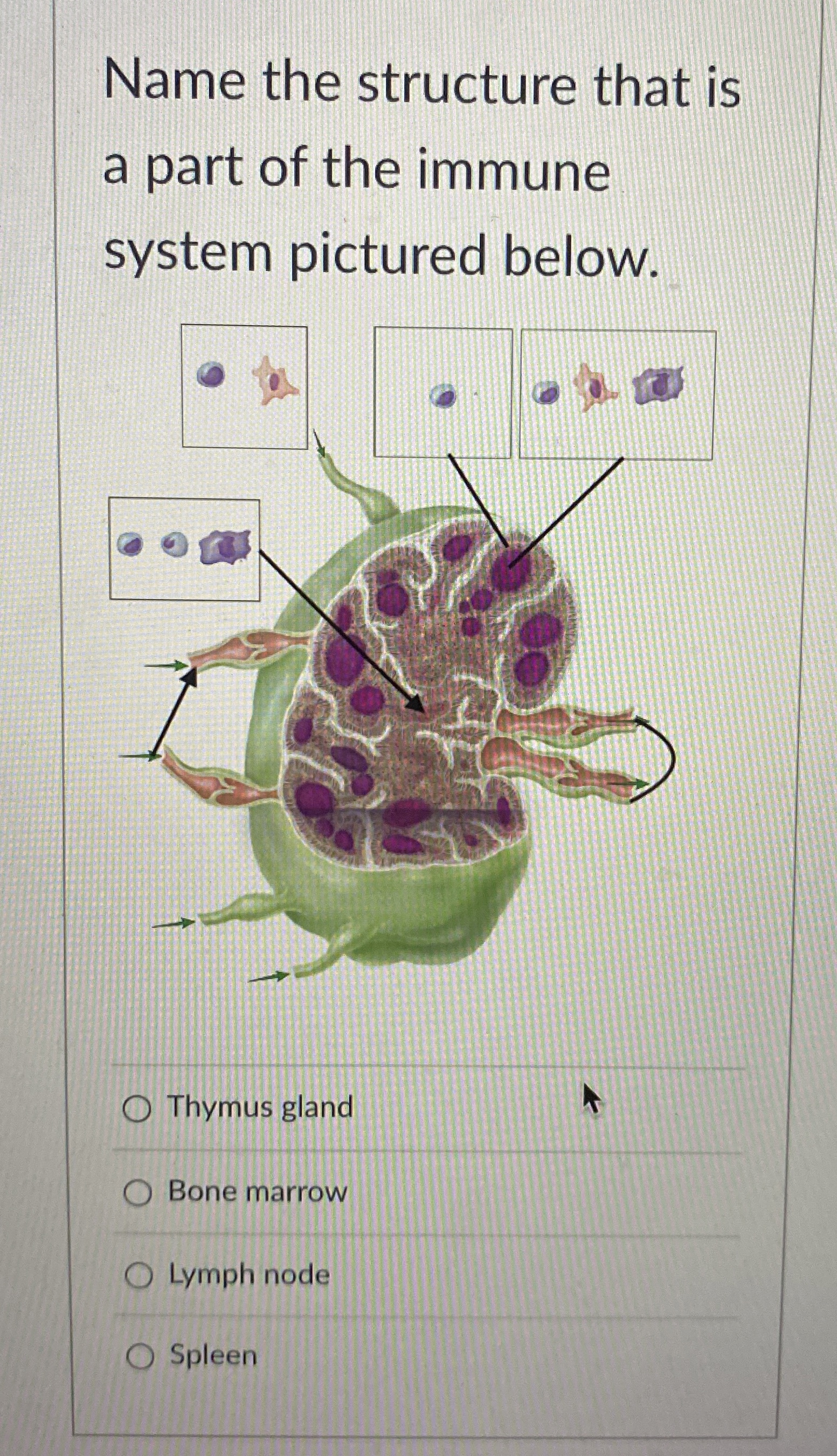 Solved Name the structure that is a part of the immune | Chegg.com