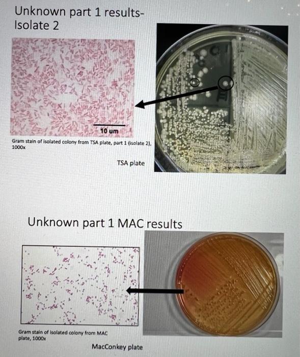 Solved For this portion of the Unknowns lab you will put | Chegg.com