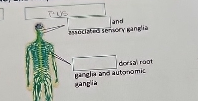 Solved PNS ﻿and associated sensory ganglia dorsal root | Chegg.com