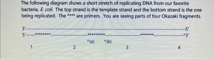 Solved The following diagram shows a short stretch of | Chegg.com