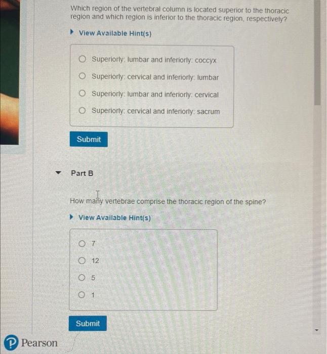 Solved Which region of the vertebral column is located | Chegg.com