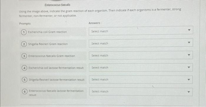 Solved Question 13 Escherichia coli Prompts Shigella | Chegg.com