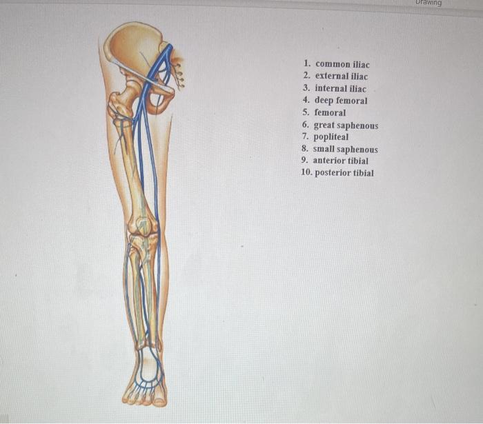 Solved Edit 1. external iliac 2. internal iliac 3. femoral | Chegg.com