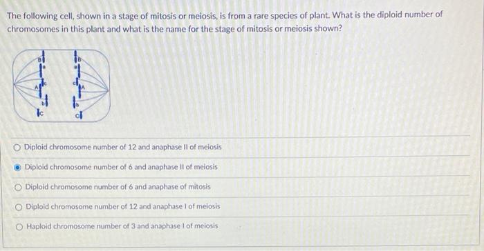 Solved The following cell, shown in a stage of mitosis or | Chegg.com