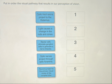 Solved Put in order the visual pathway that results in our | Chegg.com