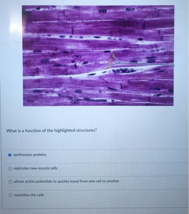 Solved What is a function of the highlighted structures? | Chegg.com