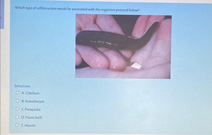 Which type of cell/structure would be associated with the organism pictured below?
Select one
A. Clitellum
B. Amoebocyte
C.Pa