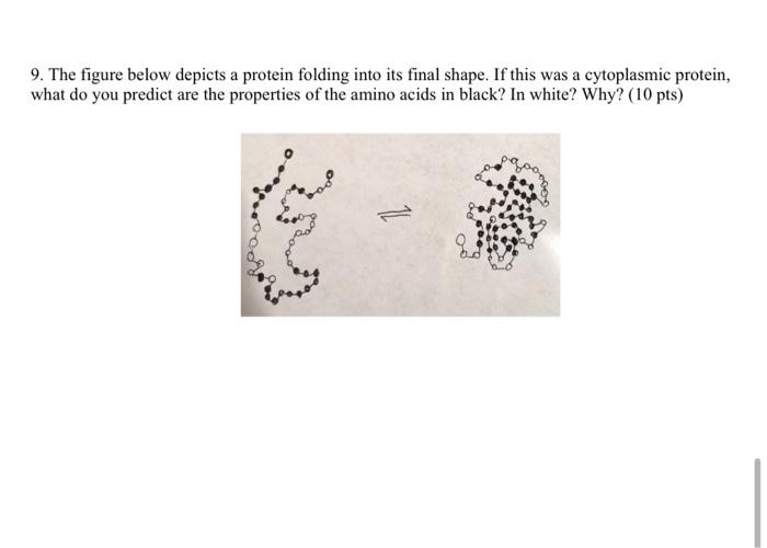 9. The figure below depicts a protein folding into its final shape. If this was a cytoplasmic protein, what do you predict ar