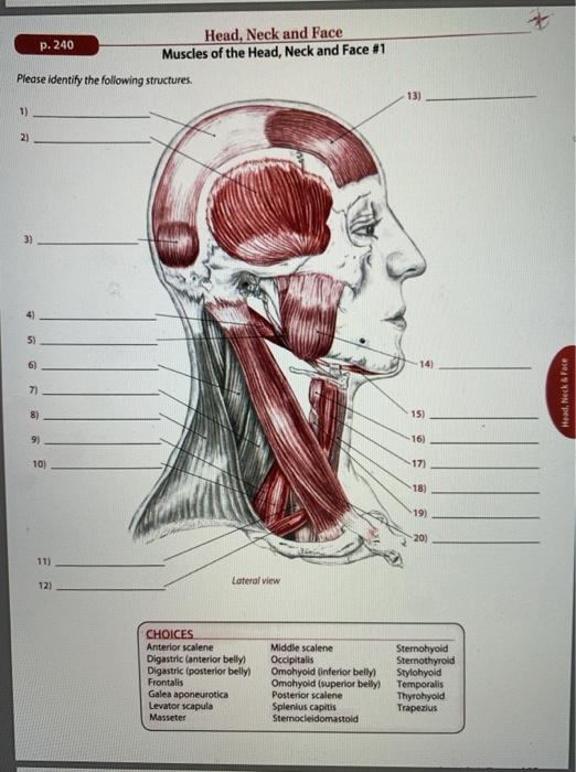 P 240 Head Neck And Face Muscles Of The Head Neck Chegg Com