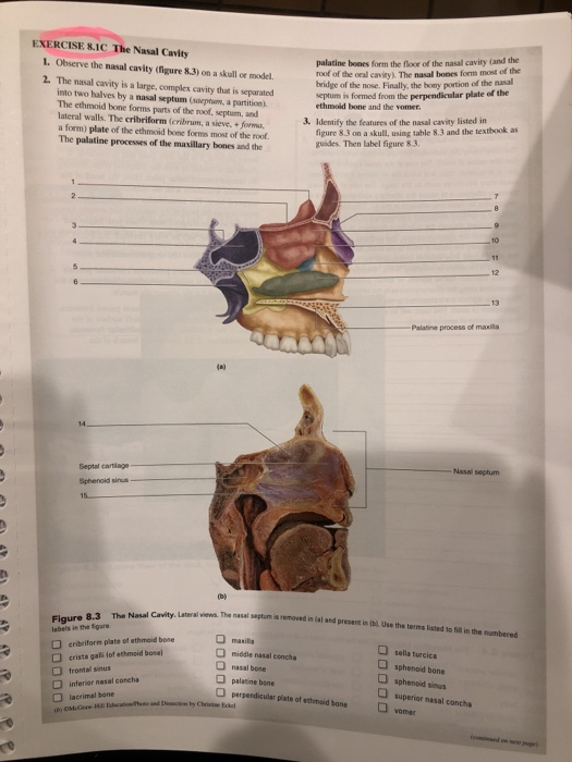 Solved Exercise 8 1c The Nasal Cavity 1 Observe The Nasa Chegg Com