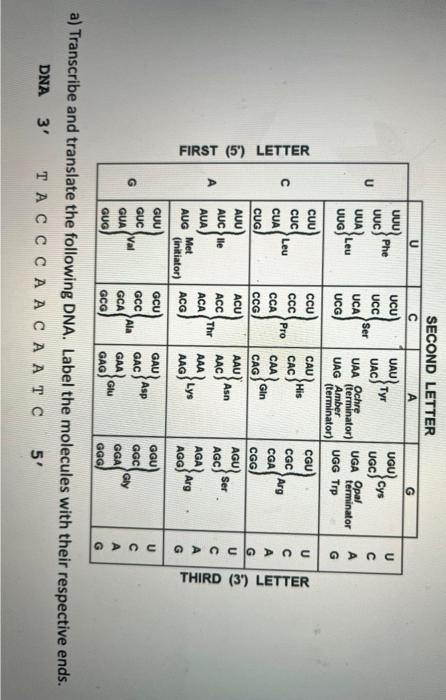 Solved A Transcribe And Translate The Following Dna Label Chegg Com