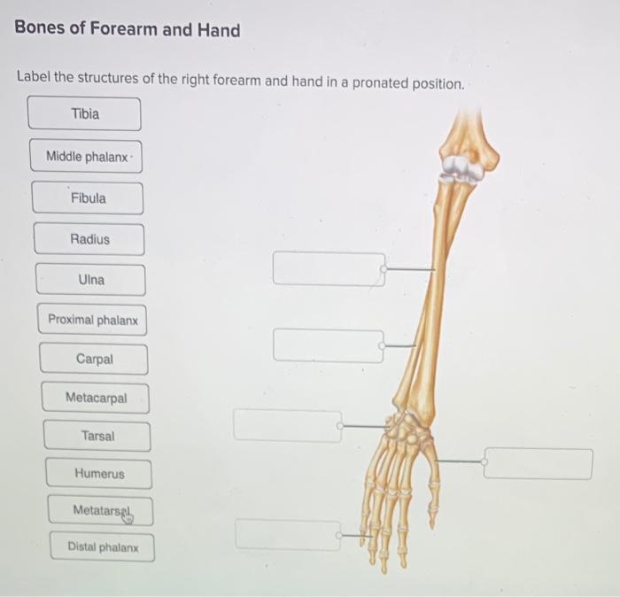 tarsal bone hand